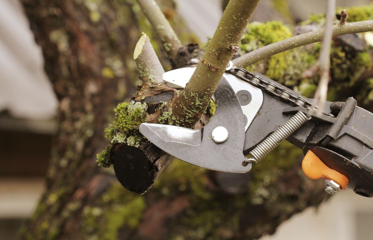 Professional pruning shears trimming tree branches in Celina, TX