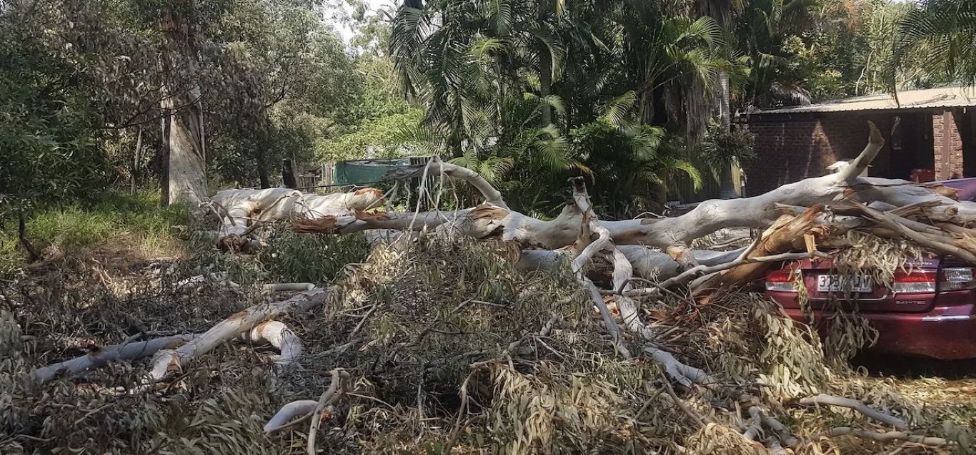 Tree structural support and cabling service in Celina, TX